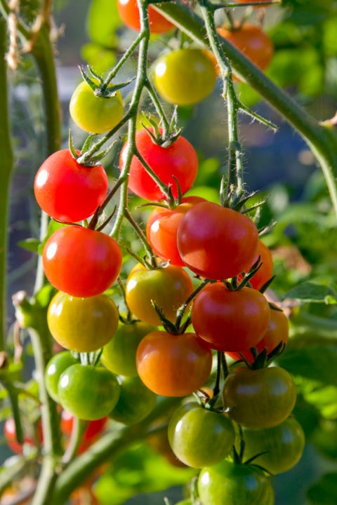 tomatoes on vine in various stages of ripening