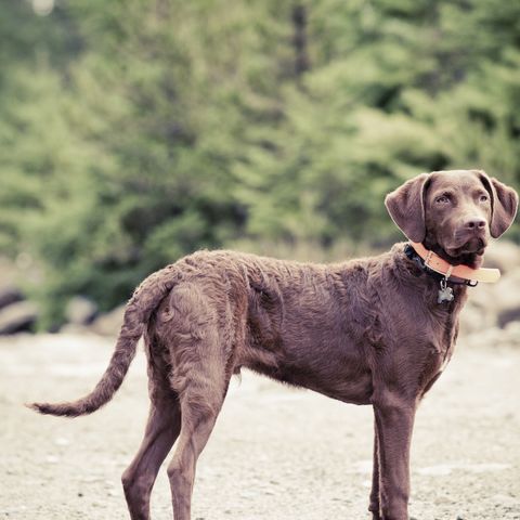 brown dog breeds chesapeake bay retriever