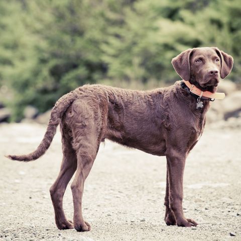 brown dog breeds chesapeake bay retriever