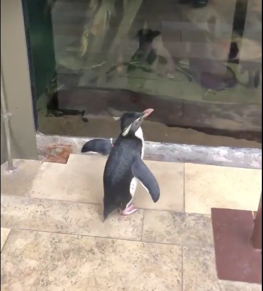 Chicago Aquarium Penguins Take a Tour