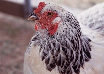 Prozac In Your Poultry