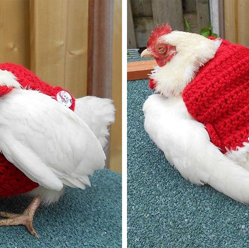 You Can Get A Christmas Sweater For Your Chicken, So They Can Be Cozy And Festive, Too