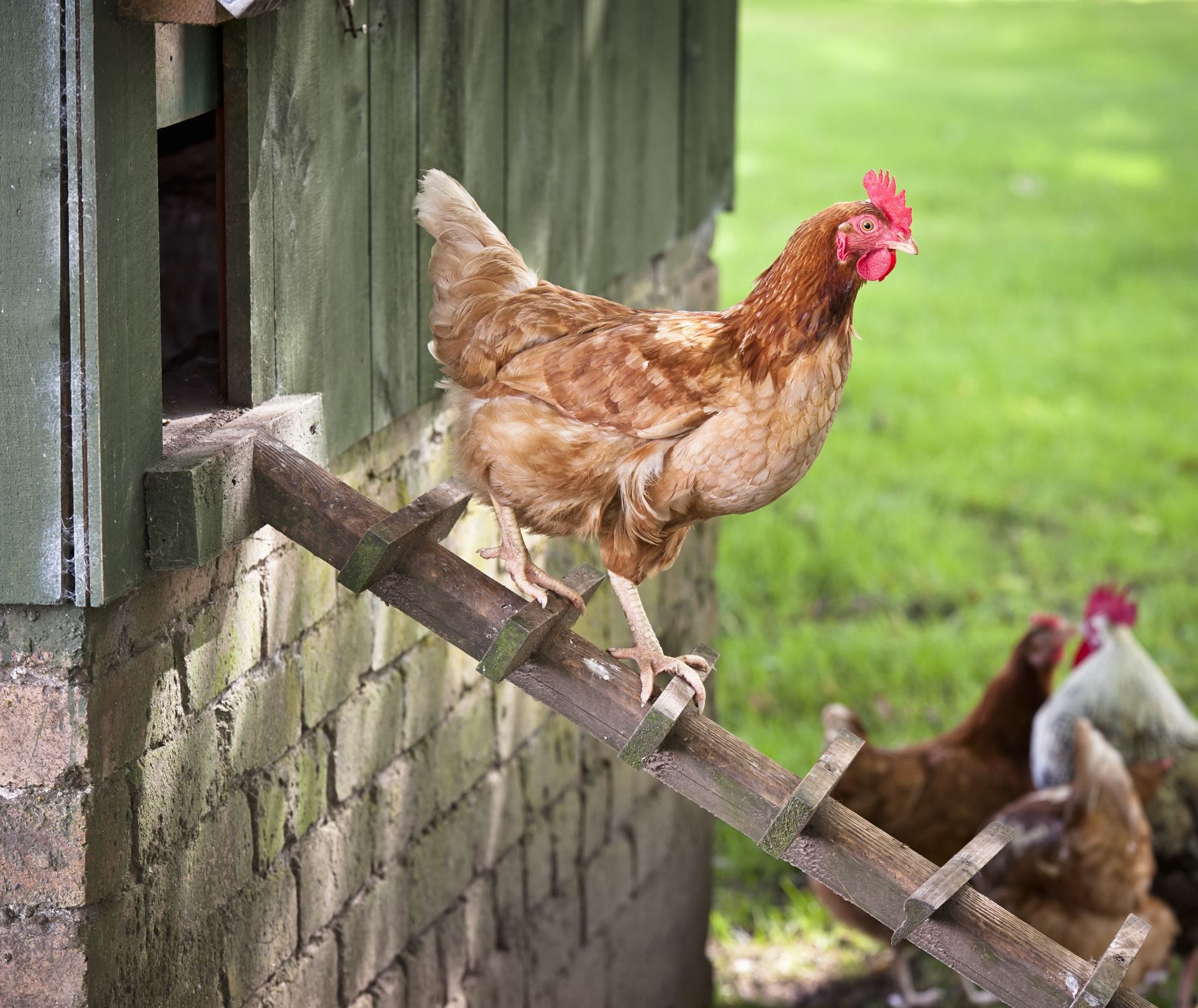 Your Brood Will Love These Store-Bought Backyard Chicken Coops Too!