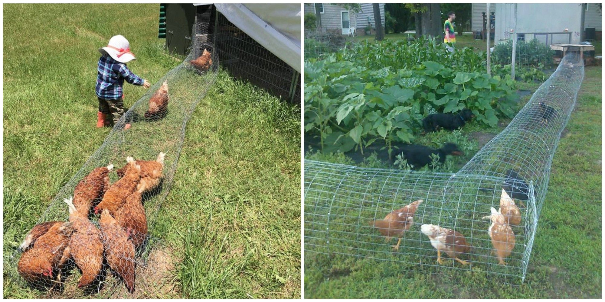 How To Make A Chicken Tunnel Diy Chicken Garden Run Tunnel