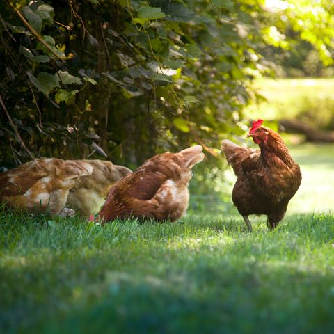 chickens eating grass