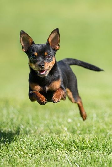 a small dark brown chihuahua running of the grass