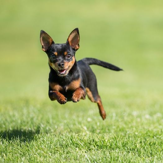 43 Best Small Dog Breeds Toy Breed Dogs