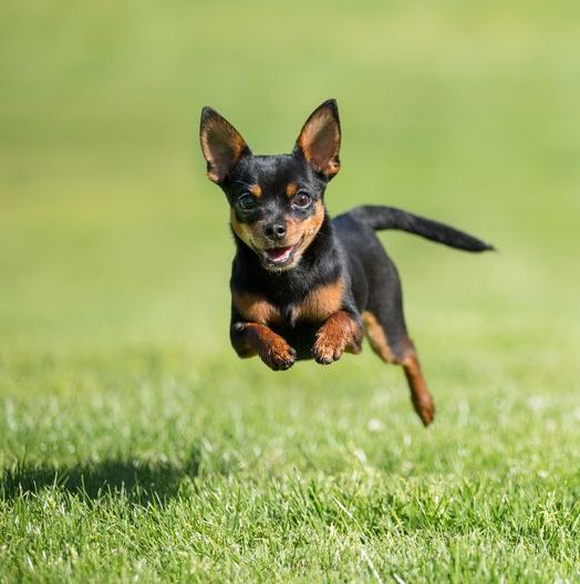 a small chihuahua running on the grass