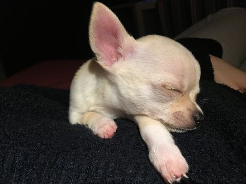 Chihuahua durmiendo