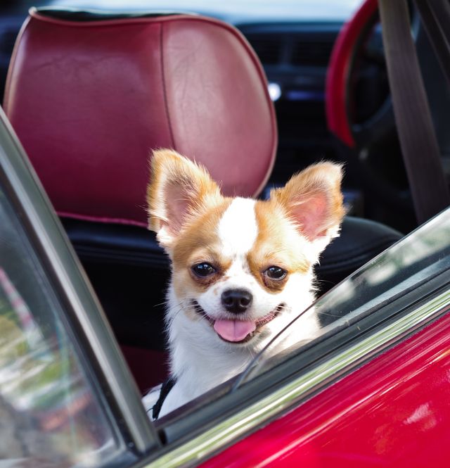 chihuahua in red car