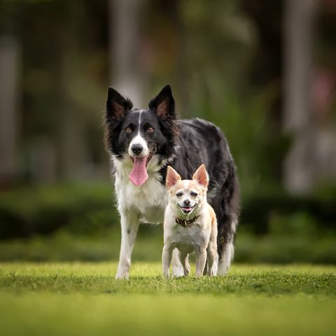 Chihuahua standing in front of Border Collie