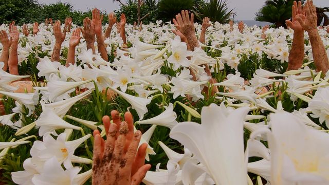 mani tra i fiori bianchi