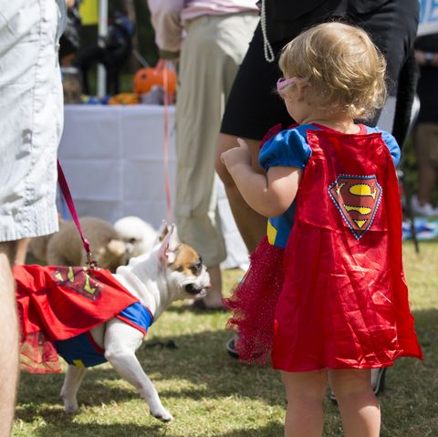naples, florida, united states   october 25, 2015  a little girl dressed as supergirl looks at a french bulldog that is dressed as superman at the 8th annual strut your mutt event sponsored by the collier county humane society