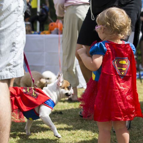 naples, florida, united states   october 25, 2015  a little girl dressed as supergirl looks at a french bulldog that is dressed as superman at the 8th annual strut your mutt event sponsored by the collier county humane society
