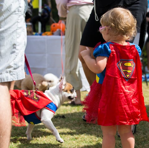 naples, florida, united states   october 25, 2015  a little girl dressed as supergirl looks at a french bulldog that is dressed as superman at the 8th annual strut your mutt event sponsored by the collier county humane society