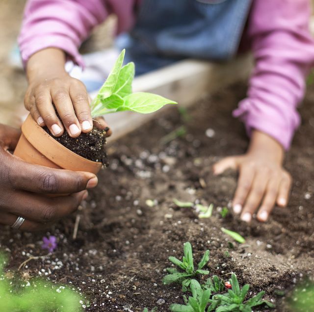 5 easy and colourful plants that are fun for children to grow