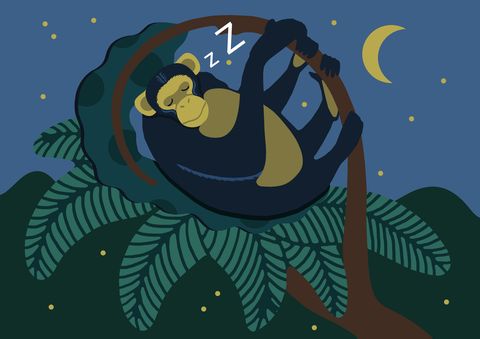 How animals sleep - Silent Night campaign