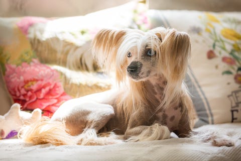 22 Best Hypoallergenic Dogs And Breeds That Don T Shed Fur