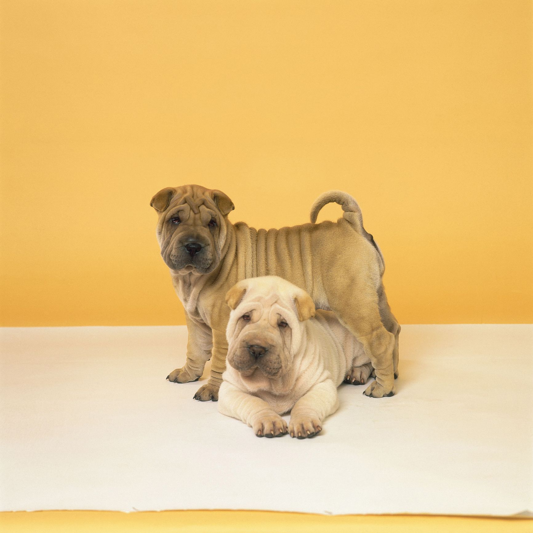 What Were Chinese Shar Pei Bred For