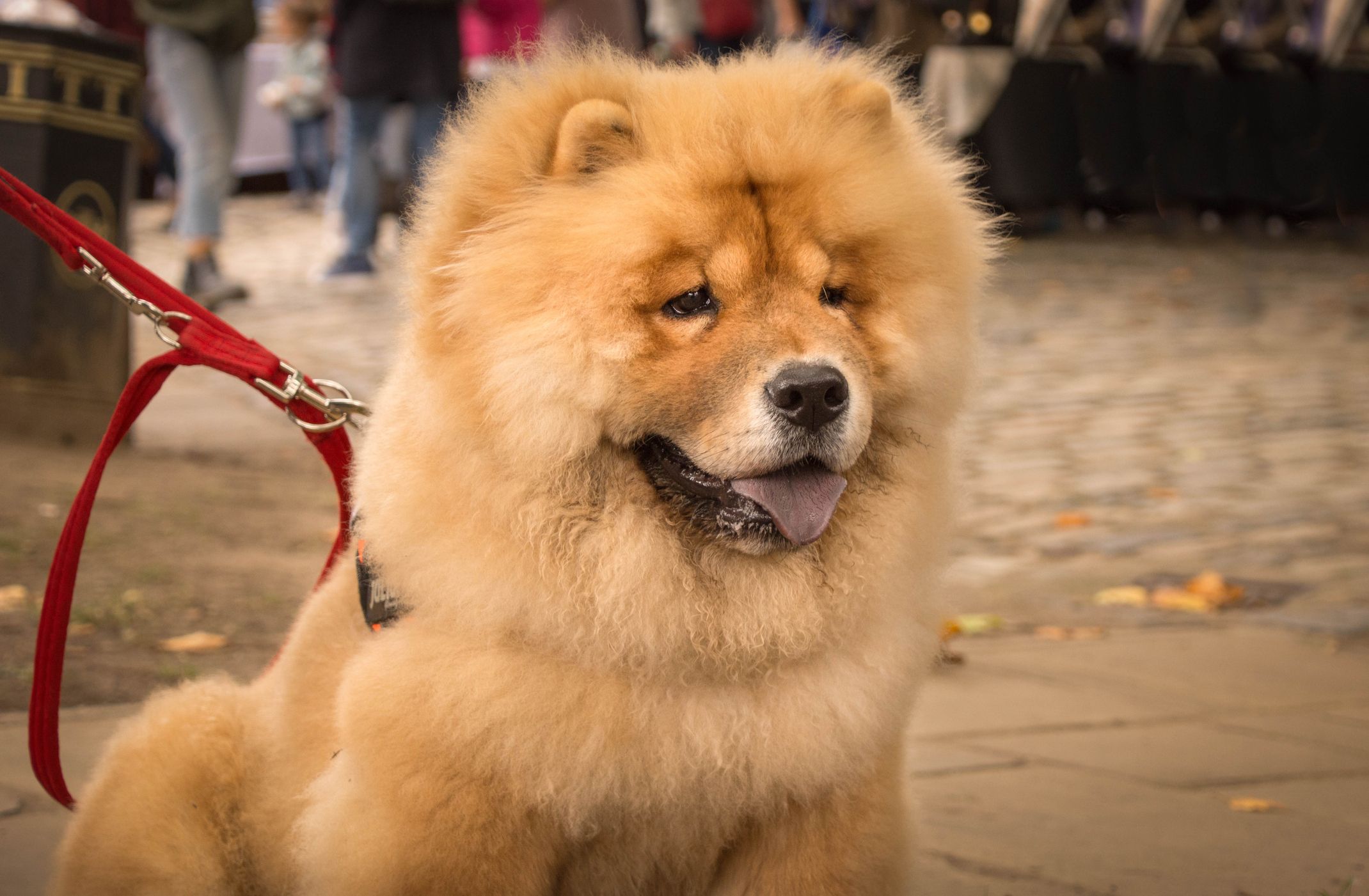 small fluffy chinese dog breed