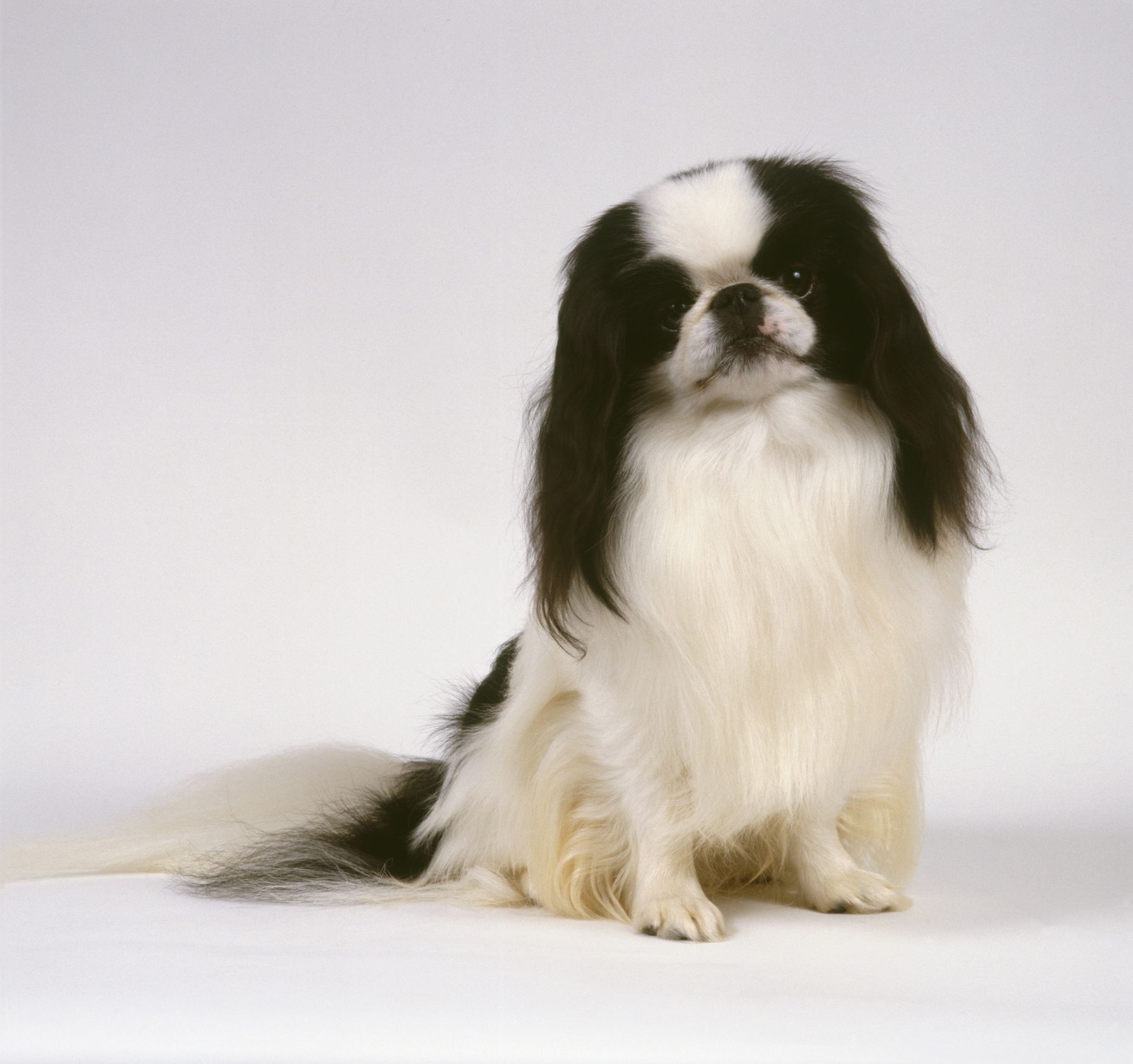chinese dog breeds small