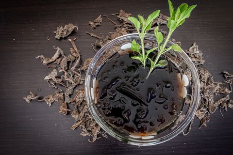 chinese herbal dessert, grass jelly on black wood
