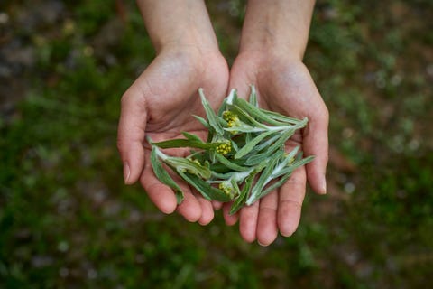 Chinese qingming grass also called leaves of mugwort. chinese qingming grass also called leaves of mugwort