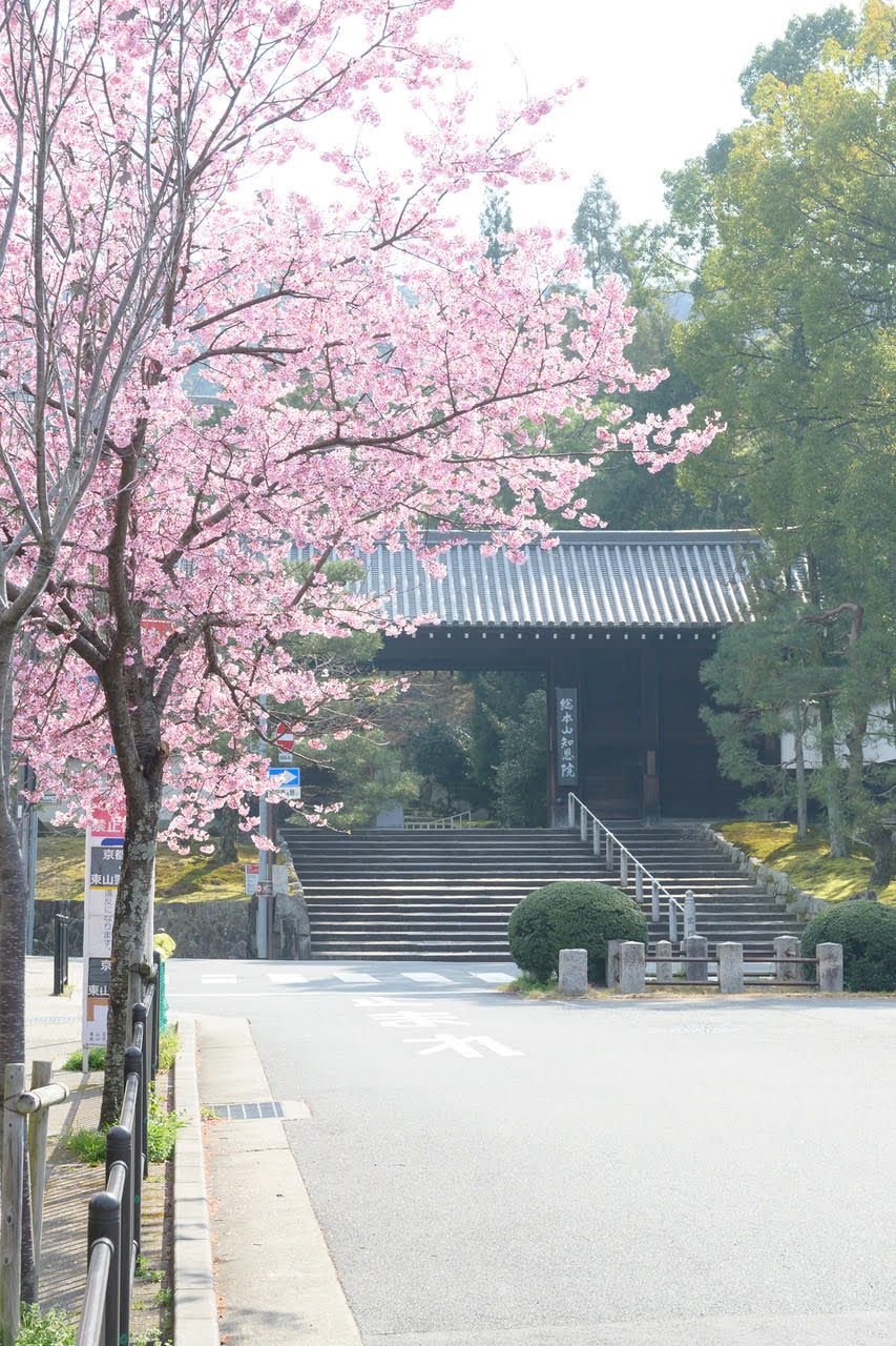 きょうの京 知恩院 黒門参道の桜も開花 いよいよ春本番の京都です