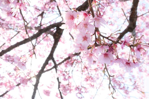 きょうの京 知恩院 黒門参道の桜も開花 いよいよ春本番の京都です