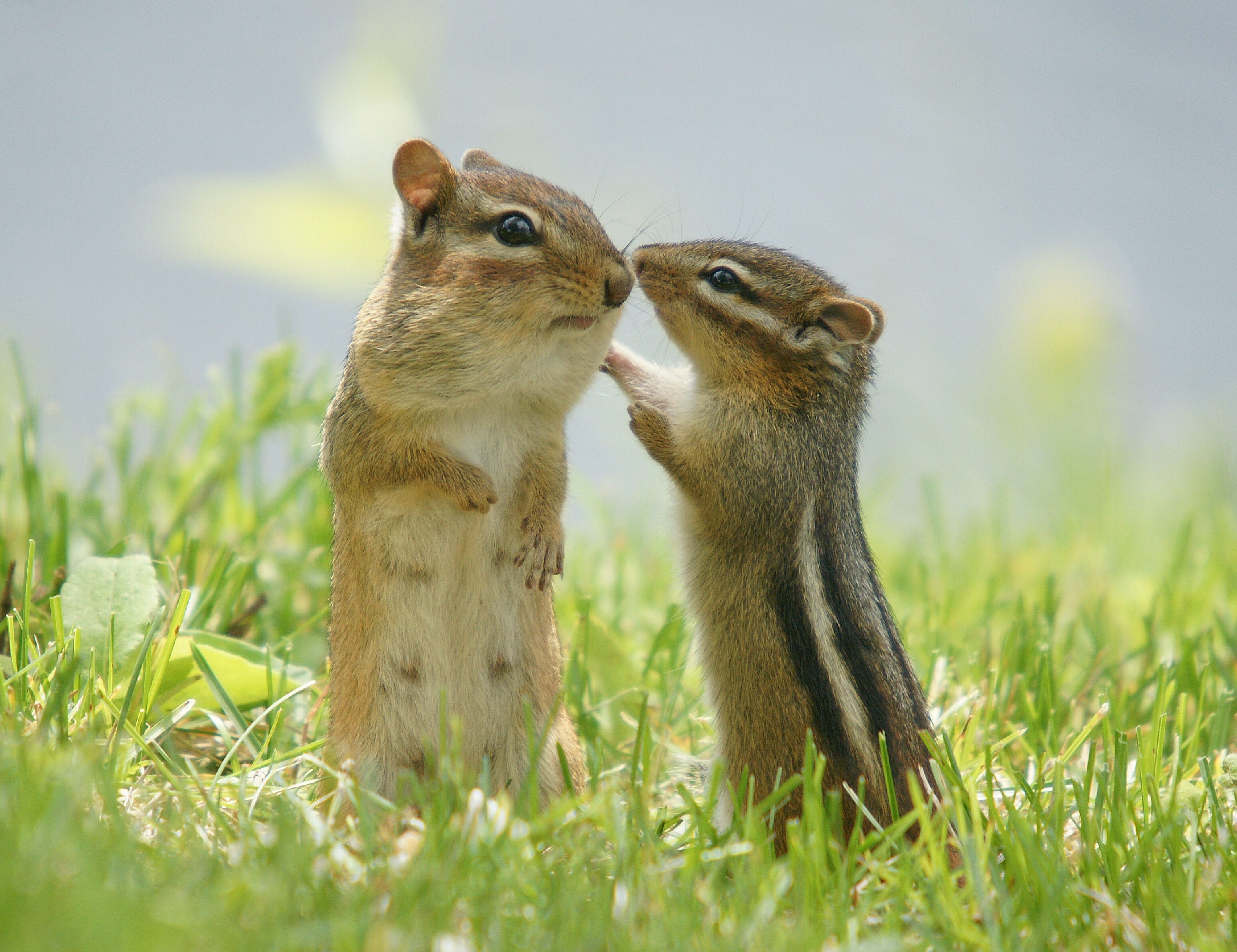 get rid of chipmunks