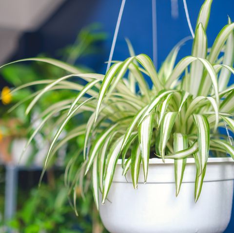 spider plant   indoor hanging plant