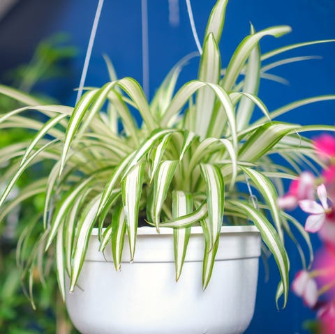 spider plant   indoor hanging plant