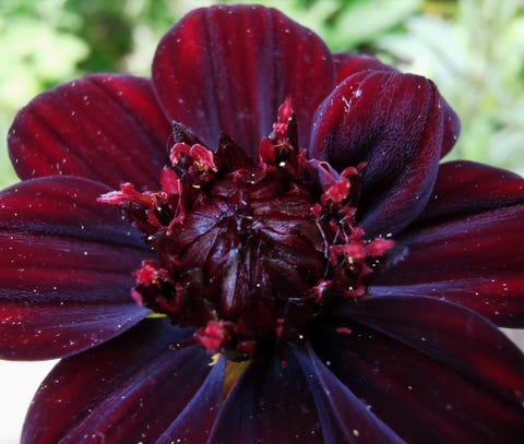 Chocolate Cosmos