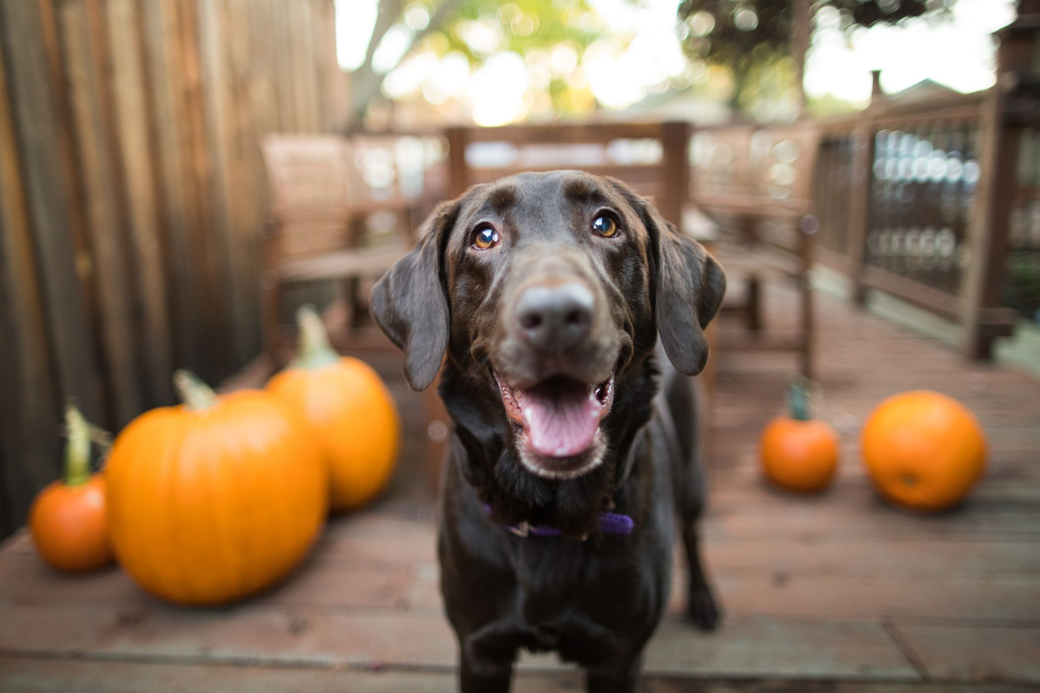 Can dog eat pumpkin pie