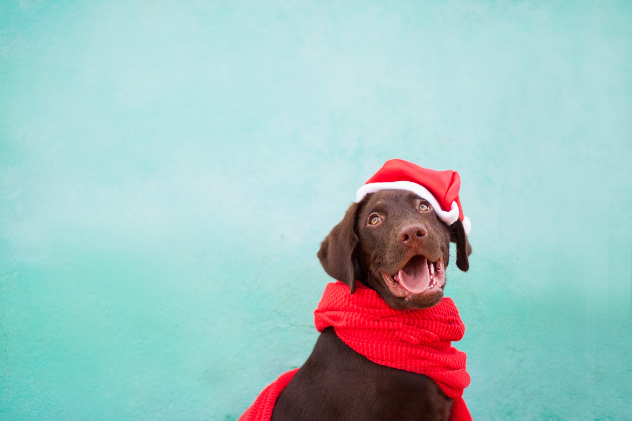 20 Best Dog Stocking Stuffers for Your Pup in 2023