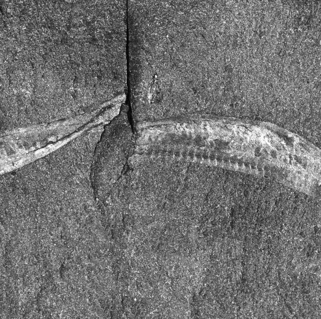 Whoops, We've Been Looking at a Really Important Fossil Upside Down This Whole Time