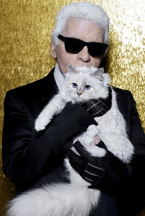 Cat, Suit, Formal wear, Tuxedo, Whiskers, Felidae, Small to medium-sized cats, Eyewear, Fashion, Bow tie, 