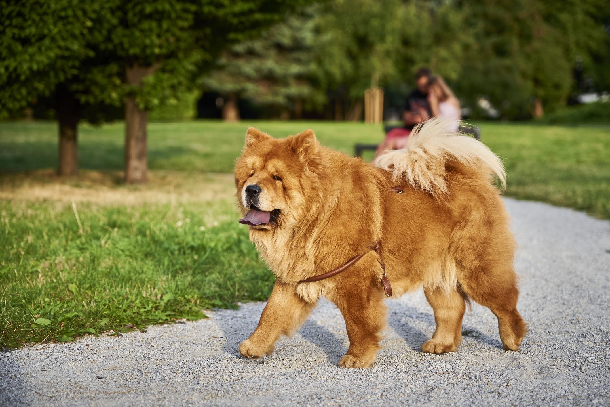 big brown fluffy dog