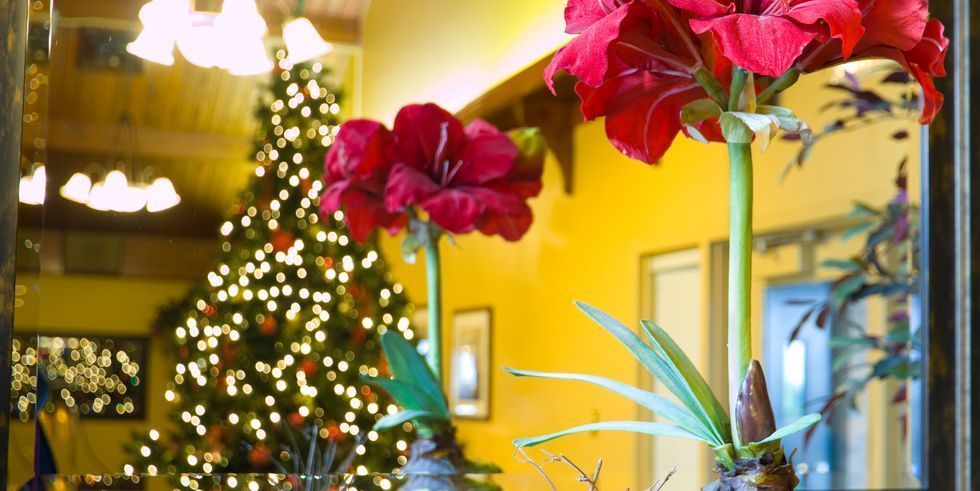 christmas potted flowers