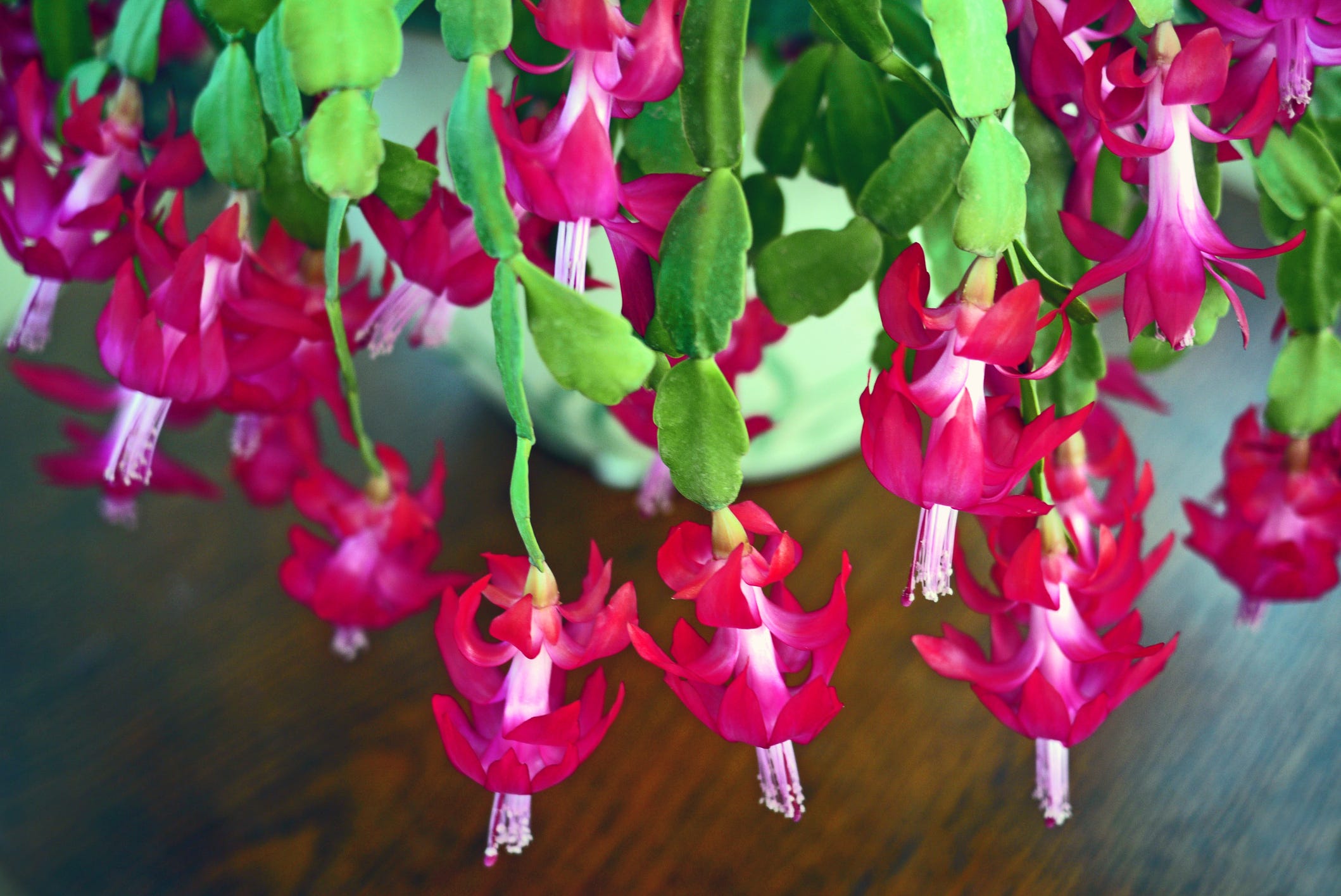 Tips to Keep Your Christmas Cactus Blooming All Season