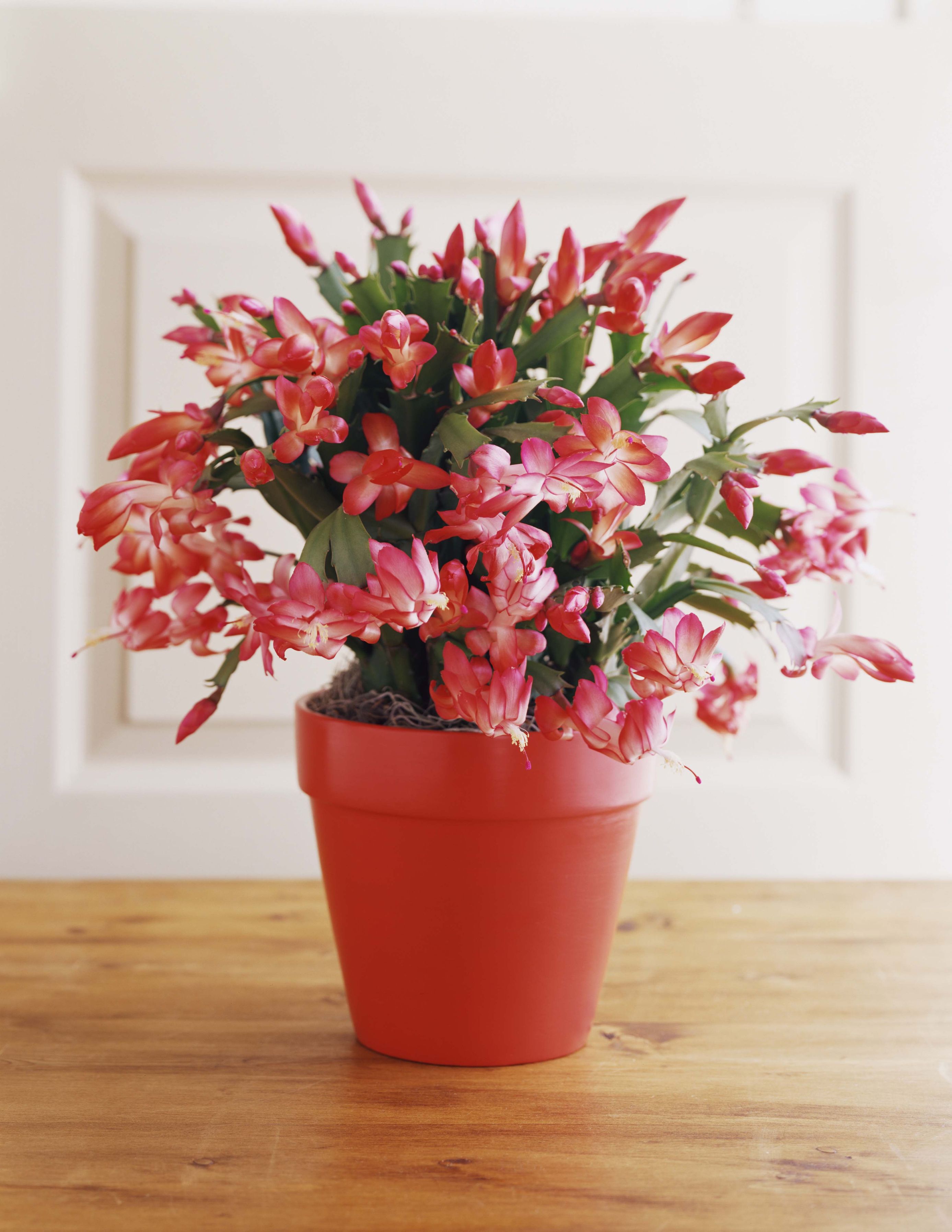 How To Care For Christmas Cactus Indoors Christmas Cactus Plant Care Tips