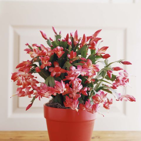 How To Care For Christmas Cactus Indoors Christmas Cactus Plant Care Tips