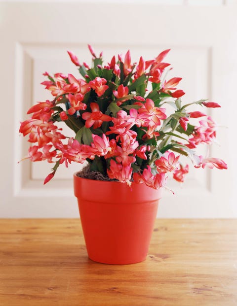 christmas-cactus-care-1567093329.jpg?crop=0.995xw:0.769xh0.00519xw,0.120xh&resize=480:*