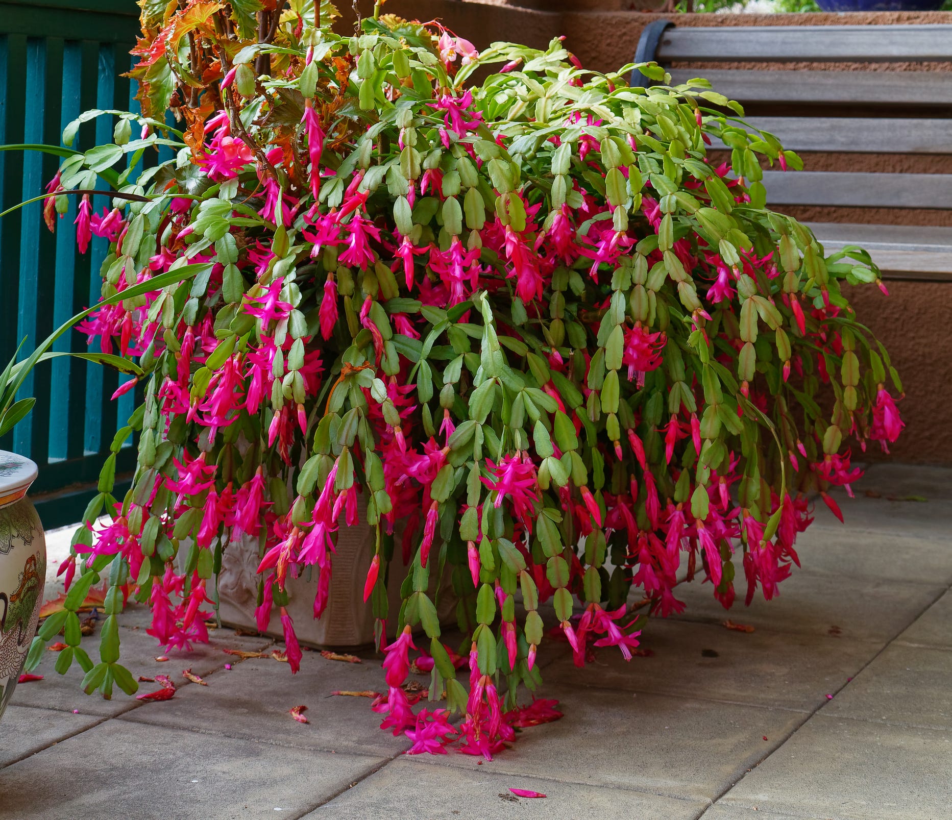 Why Your Christmas Cactus Isn't Blooming