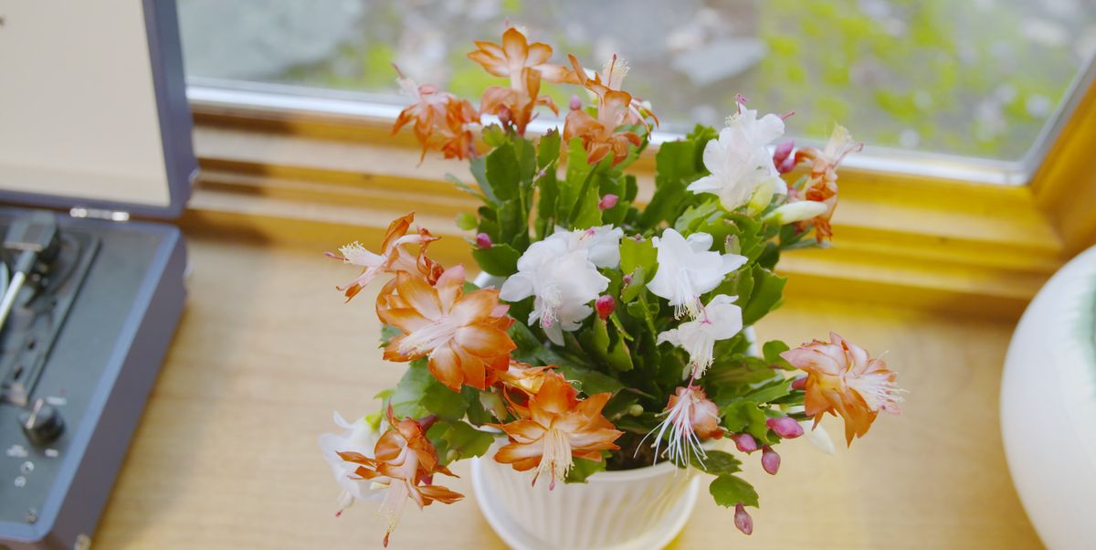 How To Care For Christmas Cactus When To Water Christmas Cactus
