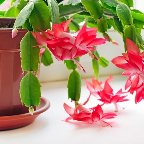 Christmas Cactus (Schlumbergera)