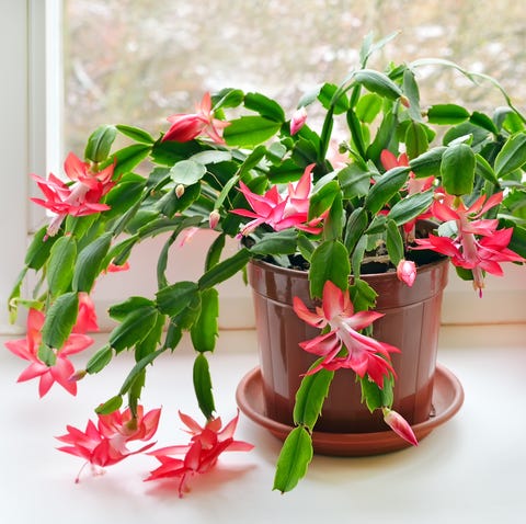 christmas cactus   indoor hanging plants