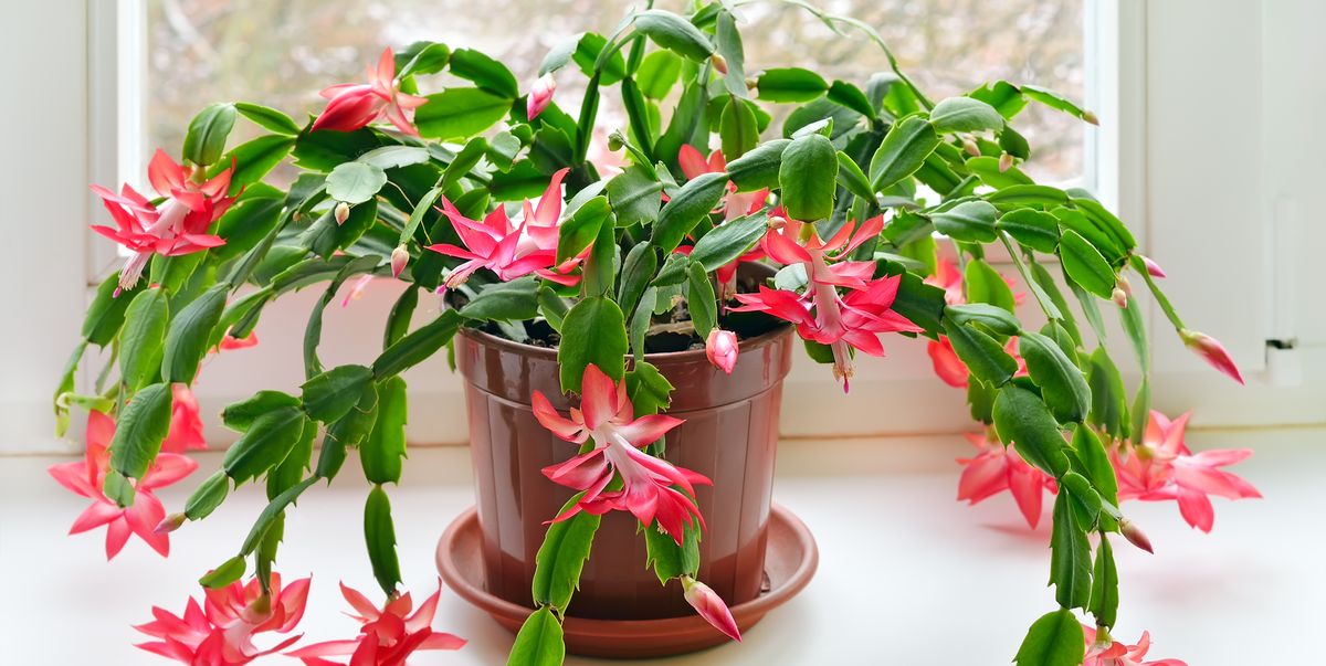 How to Care for Christmas Cactus Indoors - Christmas Cactus Plant Care Tips