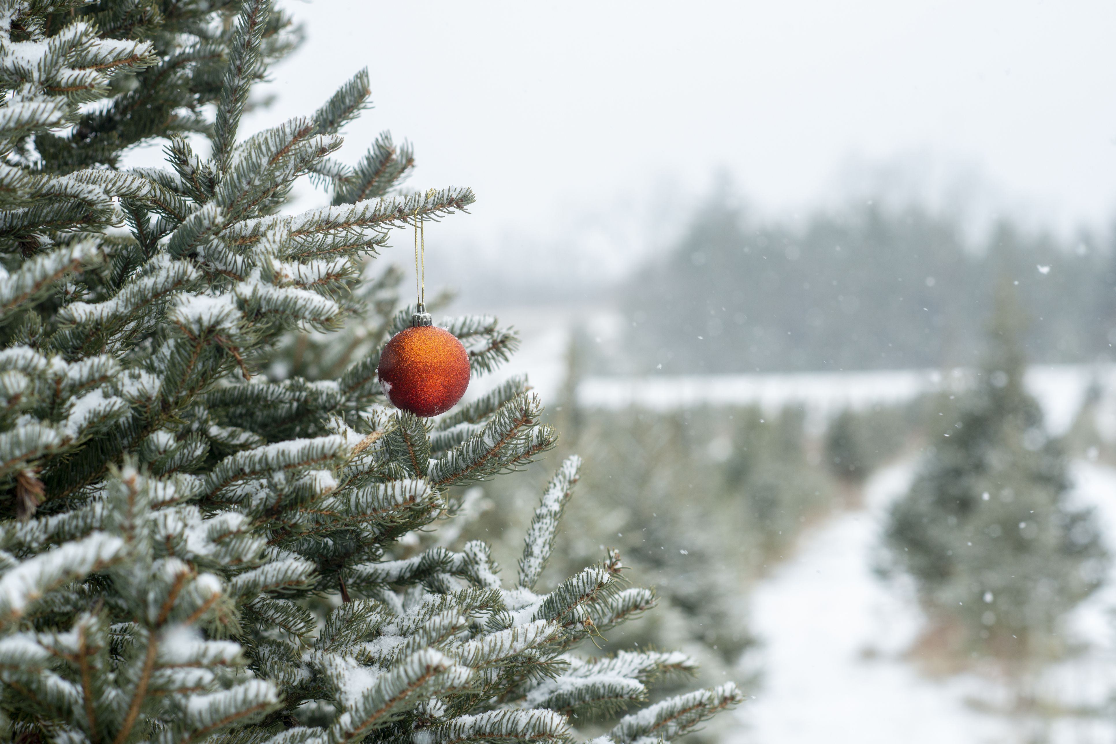 christmas trees near me