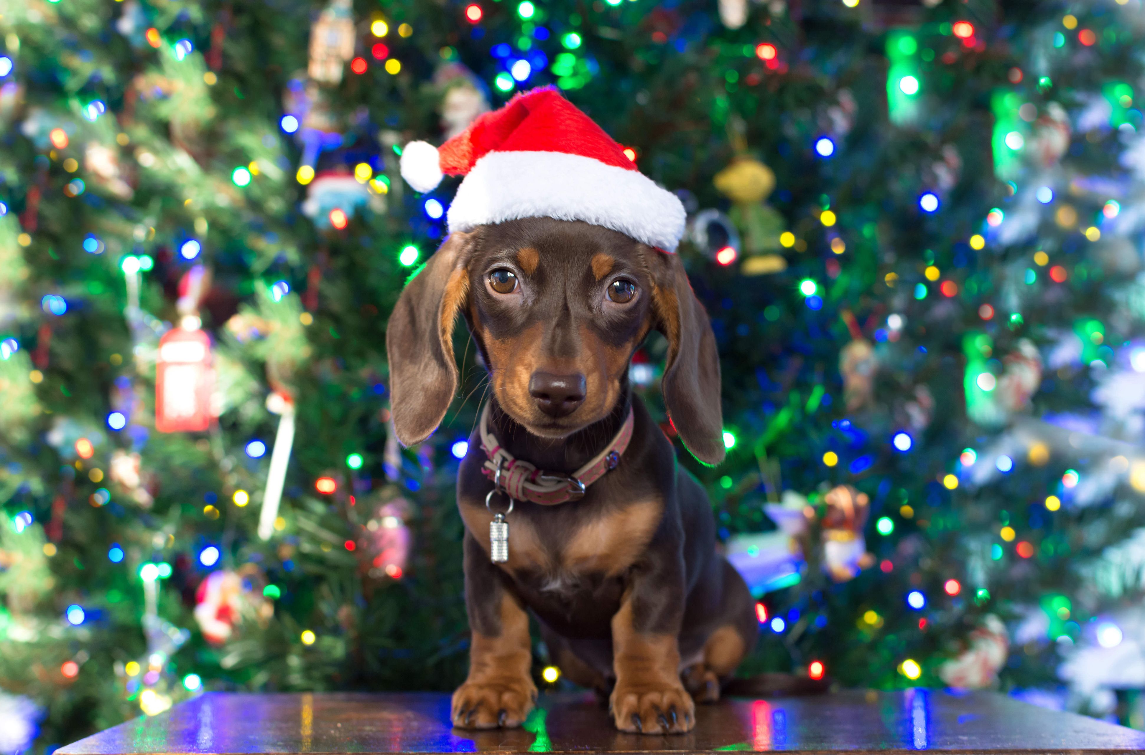 Sainsbury's Christmas Pop-Up For Dogs 
